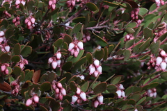 Arctostaphylos myrtifolia