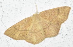 Cyclophora ruficiliaria