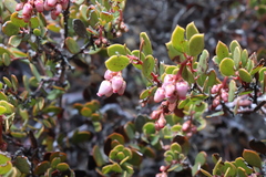 Arctostaphylos myrtifolia