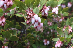 Arctostaphylos myrtifolia
