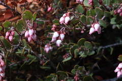 Arctostaphylos myrtifolia