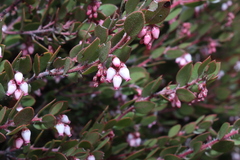 Arctostaphylos myrtifolia