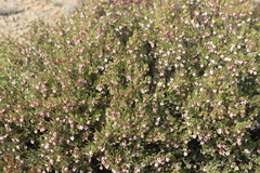 Arctostaphylos myrtifolia