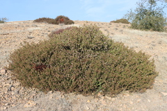Arctostaphylos myrtifolia