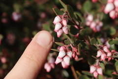Arctostaphylos myrtifolia