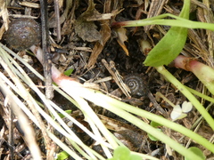 Xerotricha conspurcata