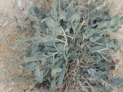 Anchusa strigosa