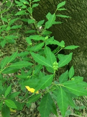 Ditrysinia fruticosa