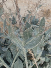 Anchusa strigosa