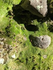 Gymnostomum aeruginosum