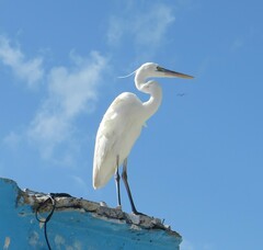 Ardea herodias occidentalis