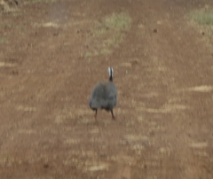 Numida meleagris domesticus