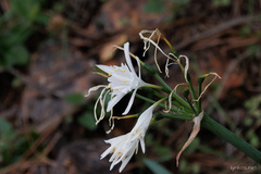 Pancratium canariense