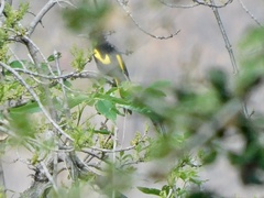 Cassiculus melanicterus