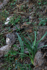 Pancratium canariense