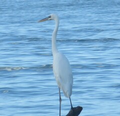 Ardea herodias occidentalis