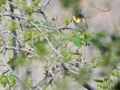 Cassiculus melanicterus