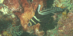 Eques punctatus