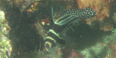 Eques punctatus