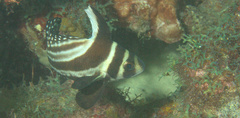 Eques punctatus