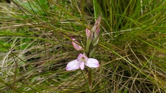 Disa dracomontana