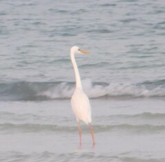 Ardea herodias occidentalis