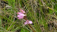 Disa dracomontana