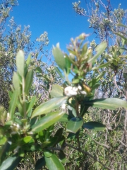 Escallonia megapotamica