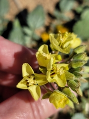 Chylismia claviformis