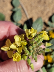 Chylismia claviformis