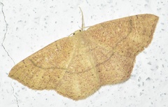 Cyclophora ruficiliaria
