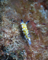 Goniobranchus vibratus