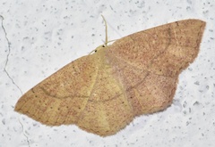 Cyclophora ruficiliaria