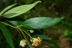 Cephalanthus glabratus
