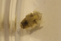 Isocladus armatus