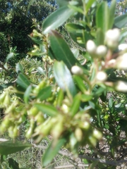 Escallonia megapotamica