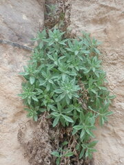 Podonosma orientalis