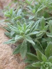 Podonosma orientalis