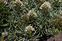 Echium brevirame