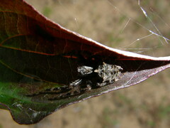 Acanthepeira
