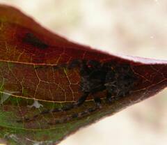 Acanthepeira