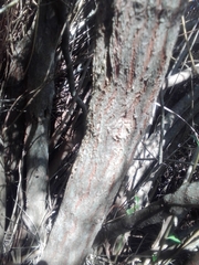 Escallonia megapotamica