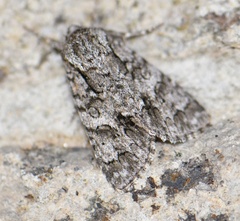 Acronicta auricoma