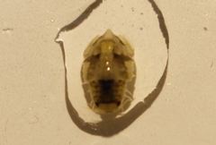 Isocladus armatus