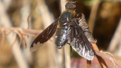 Hemipenthes velutina