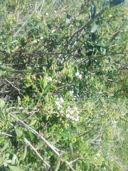 Escallonia megapotamica