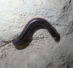 Archispirostreptus syriacus