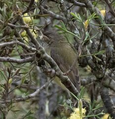 Acanthiza inornata