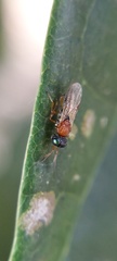 Scelionidae