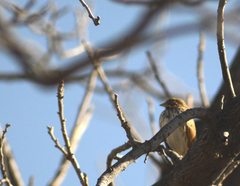 Passerculus sandwichensis